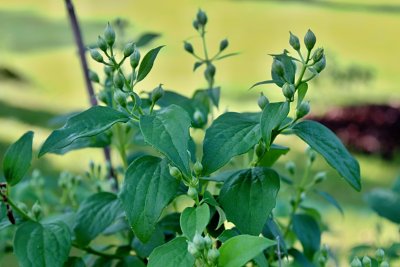 Philadelphus coronarius - pustoral věncový - poupata a list